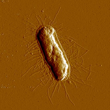 Image AFM de Escherichia coli (image non publiée)